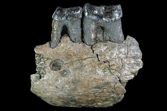 Fossil Rhino (Stephanorhinus) Jaw Section - Germany #87474
